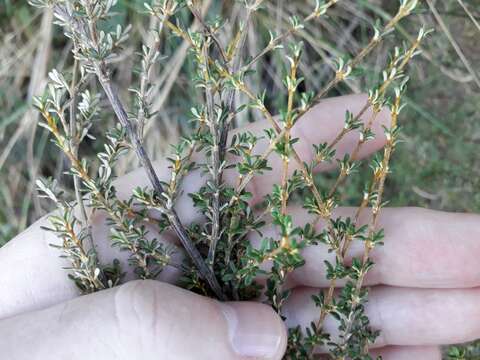 Image of Olearia solandri (Hook. fil.) Hook. fil.