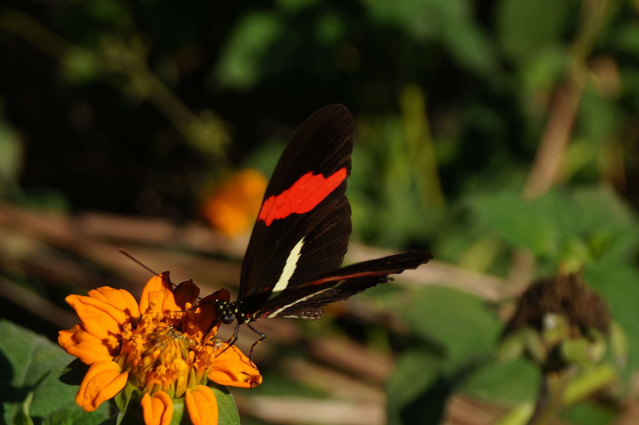 Image of Crimson Patched Longwing