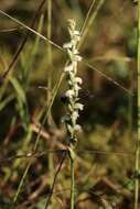 Image of Case's lady's tresses