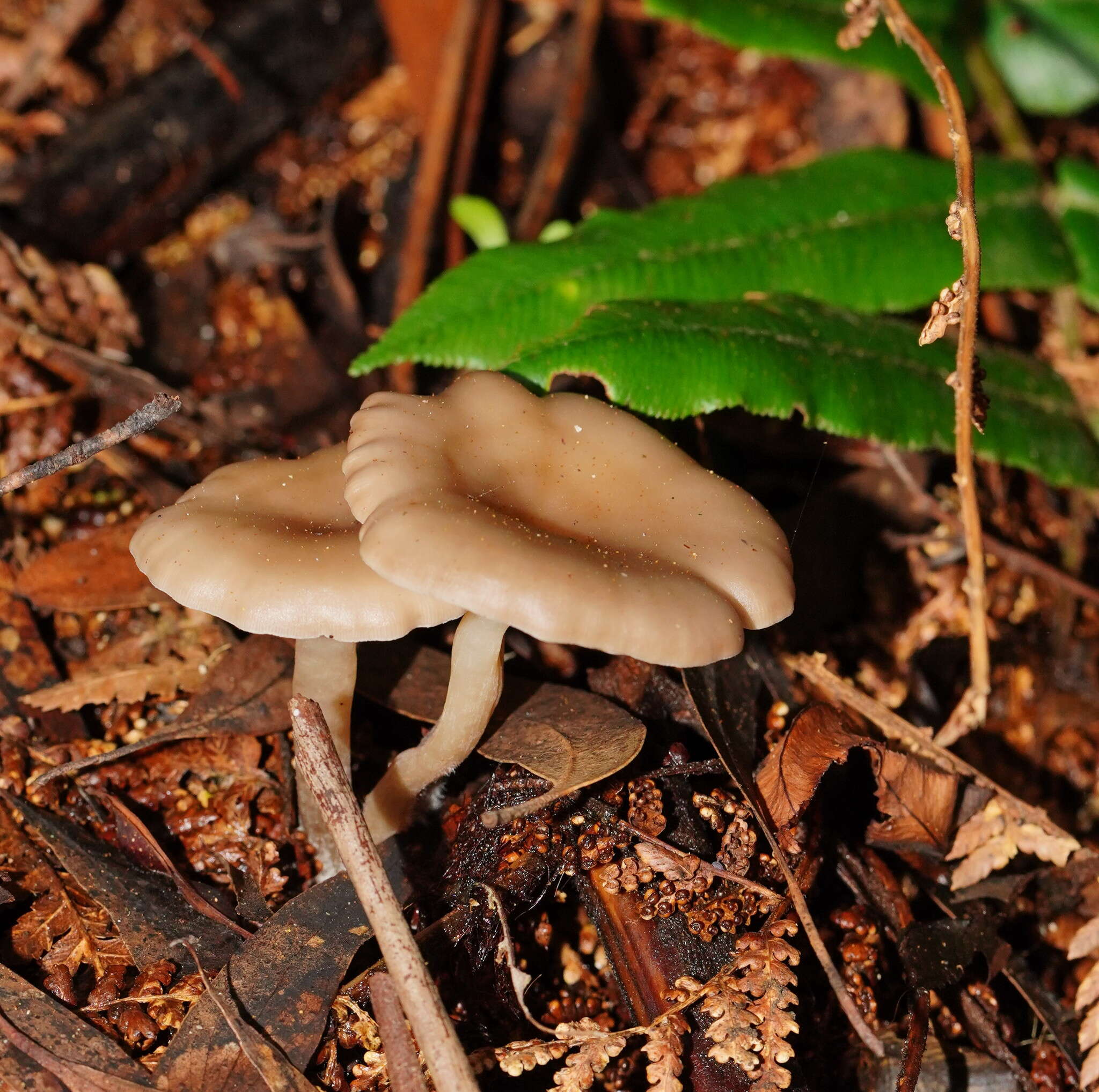 Image of Singerocybe clitocyboides (Cooke & Massee) Zhu L. Yang, J. Qin & Ratkowsky 2014