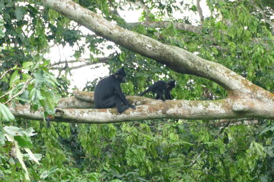 Image of Black Crested Mangabey