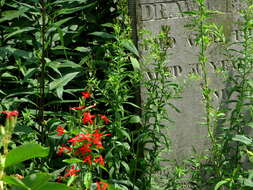 Image of royal catchfly