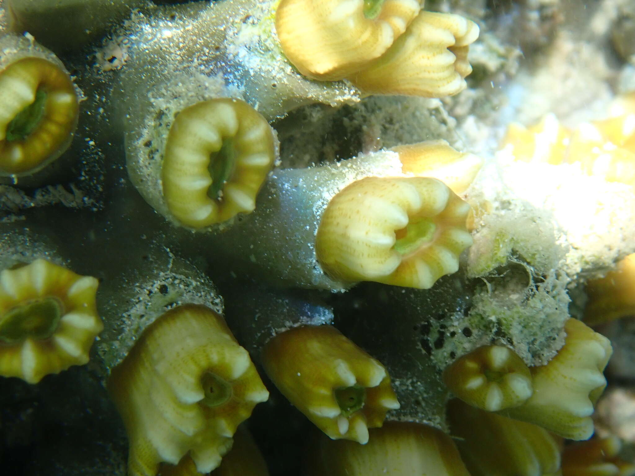 Image of Phaceloid fleshy hard coral