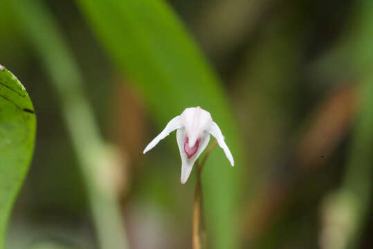 Image of Pleurothallis eumecocaulon Schltr.