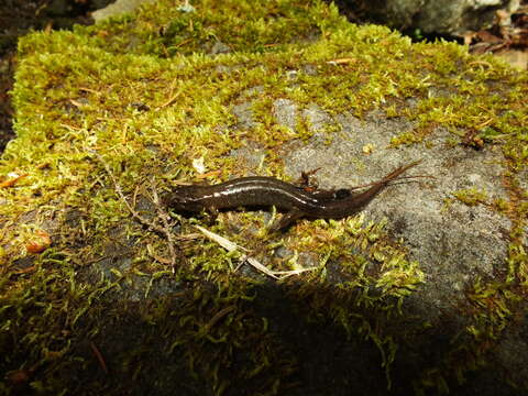 Image of Santeetlah Dusky Salamander