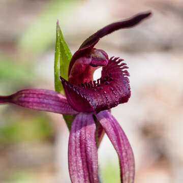 Image of Caladenia clavescens (D. L. Jones) G. N. Backh.