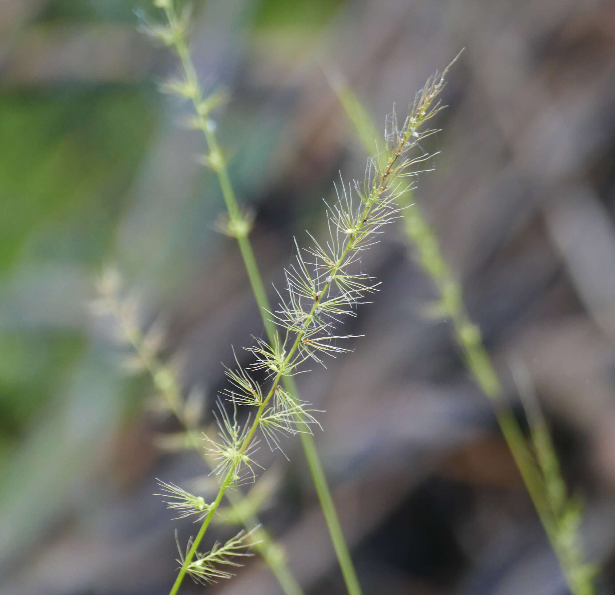 Image of Grisebach's bristlegrass