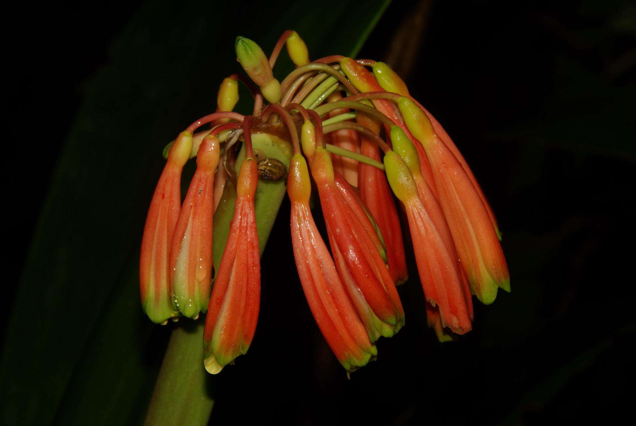 Слика од Clivia caulescens R. A. Dyer