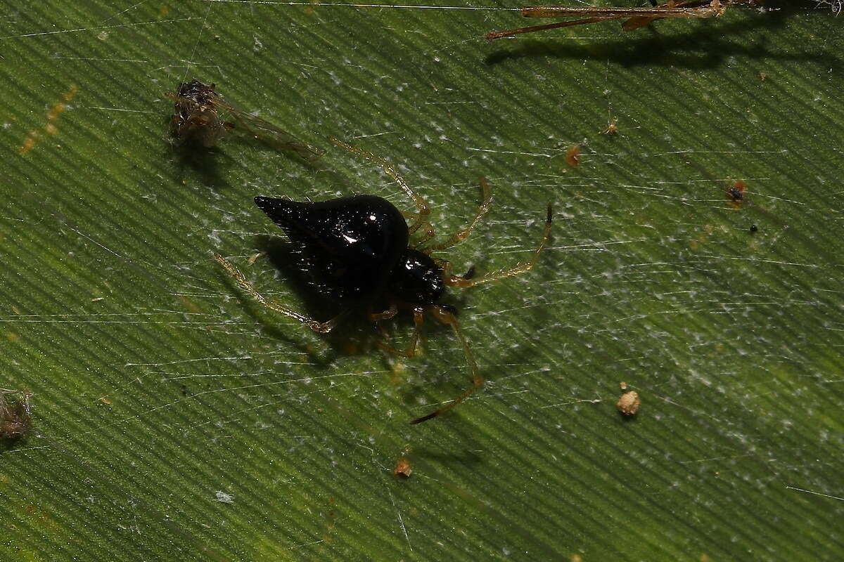 صورة Chikunia nigra (O. Pickard-Cambridge 1880)