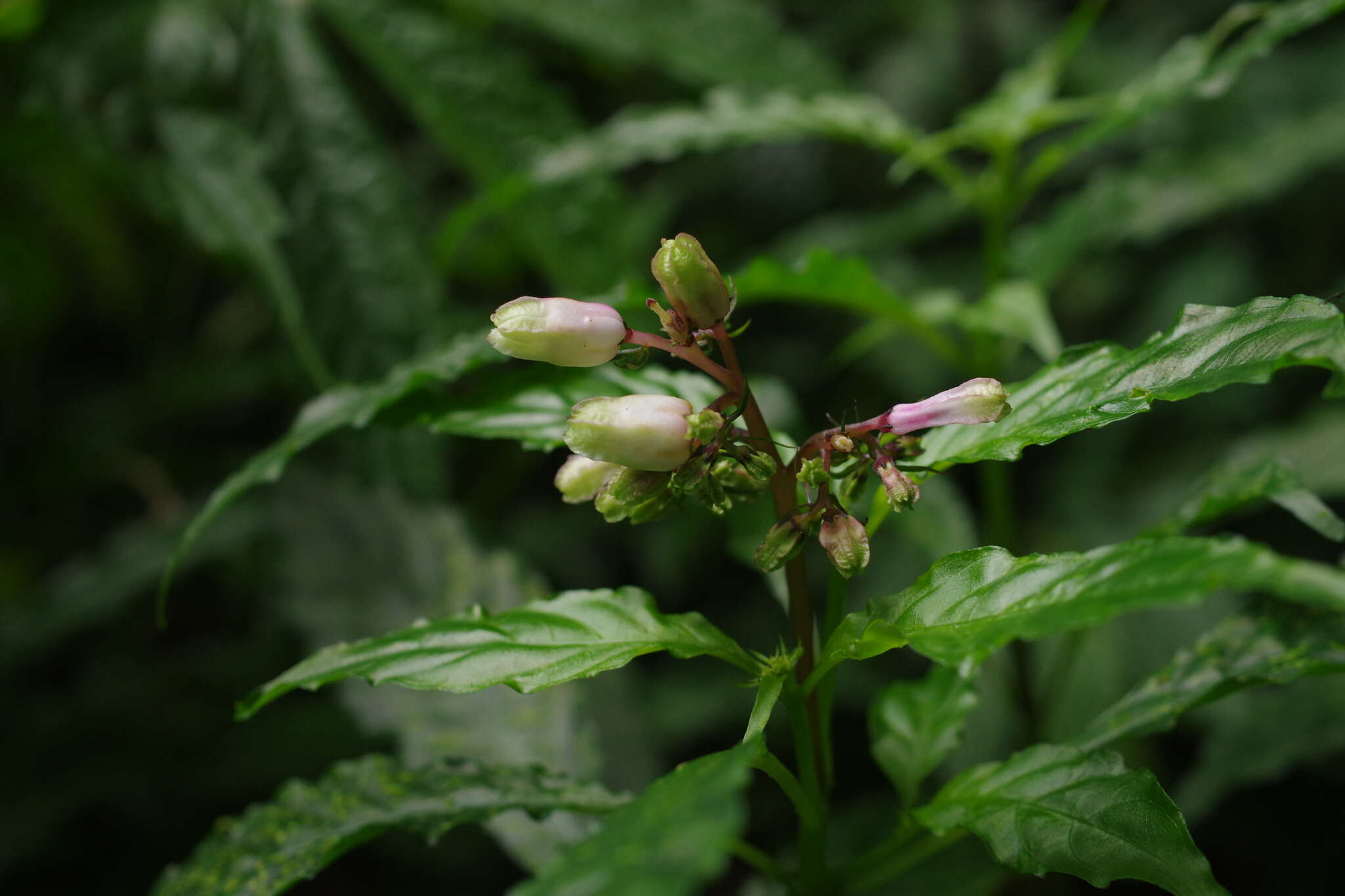 Plancia ëd Ophiorrhiza japonica Blume