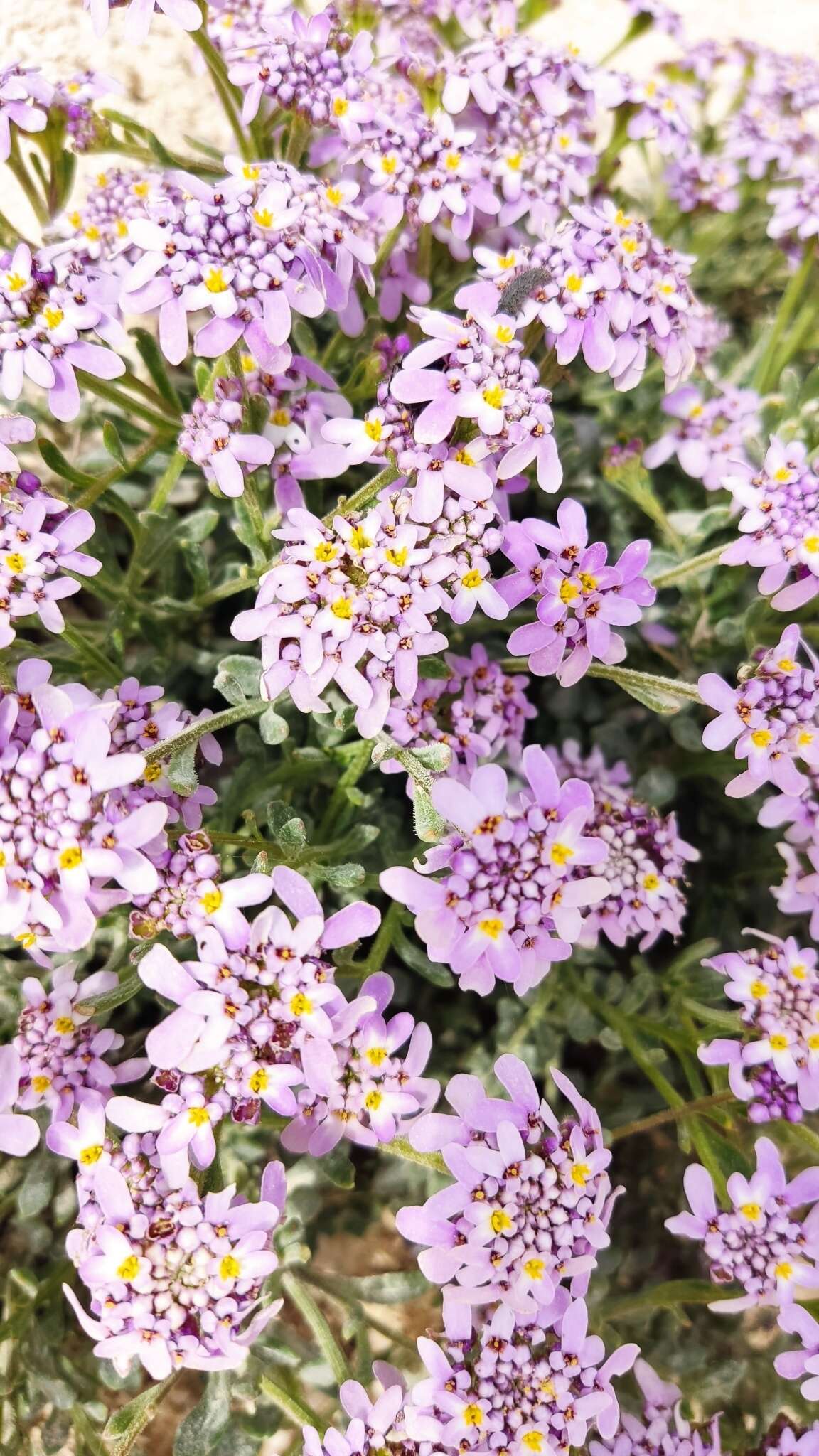 صورة Iberis procumbens subsp. procumbens