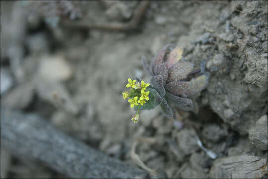 Image of woodland draba