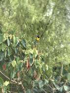 Image of Black-backed Grosbeak