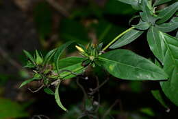 Image of porcupine flower