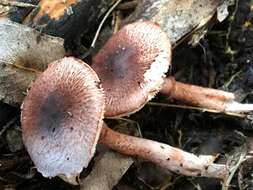 Plancia ëd Lepiota haemorrhagica Cleland 1931