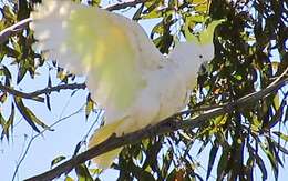 Image of Cacatua galerita galerita (Latham 1790)