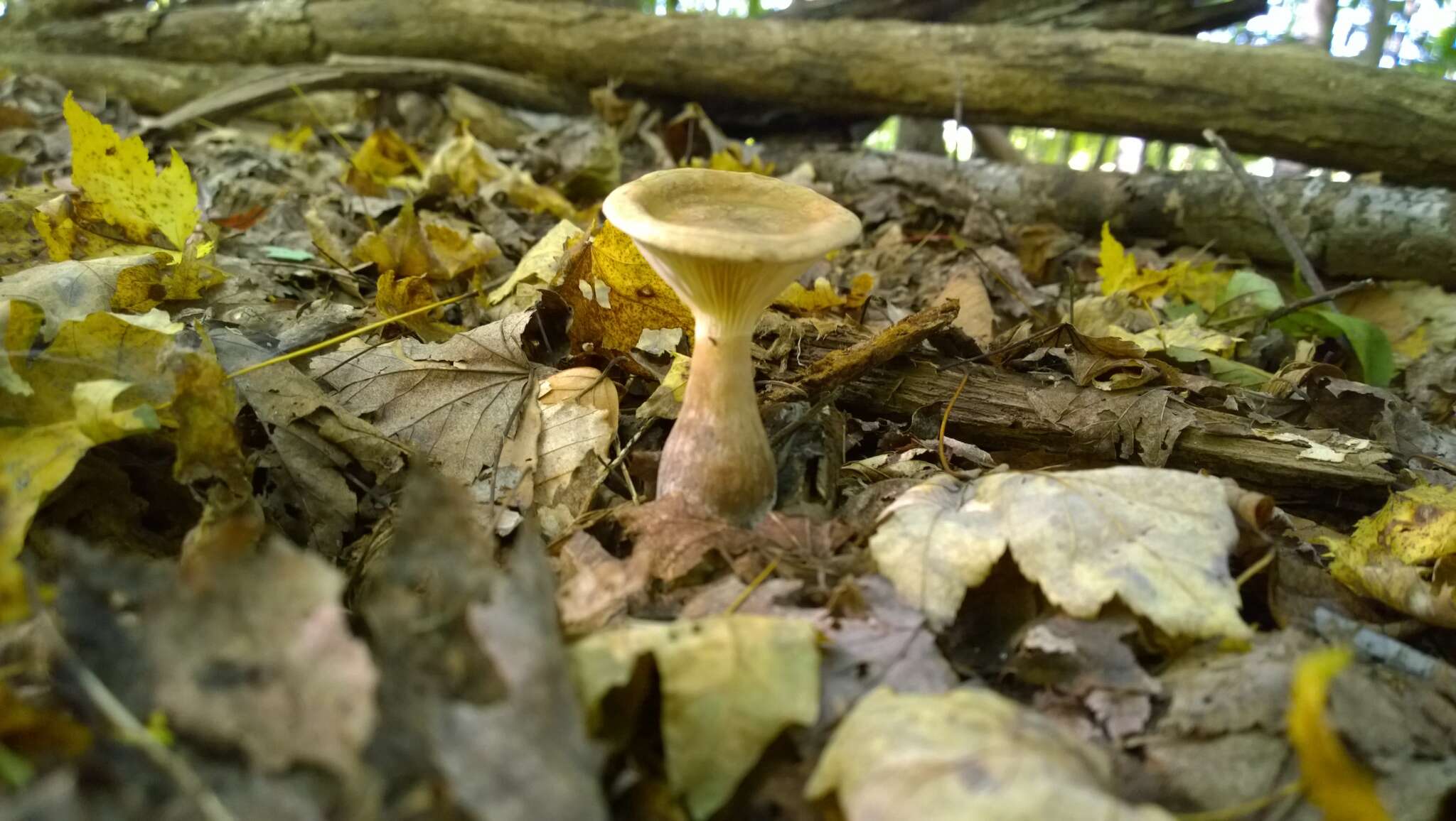 Image of Ampulloclitocybe