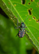 Image of Cicindela (Calochroa) safraneki (Werner & Wiesner 2008)