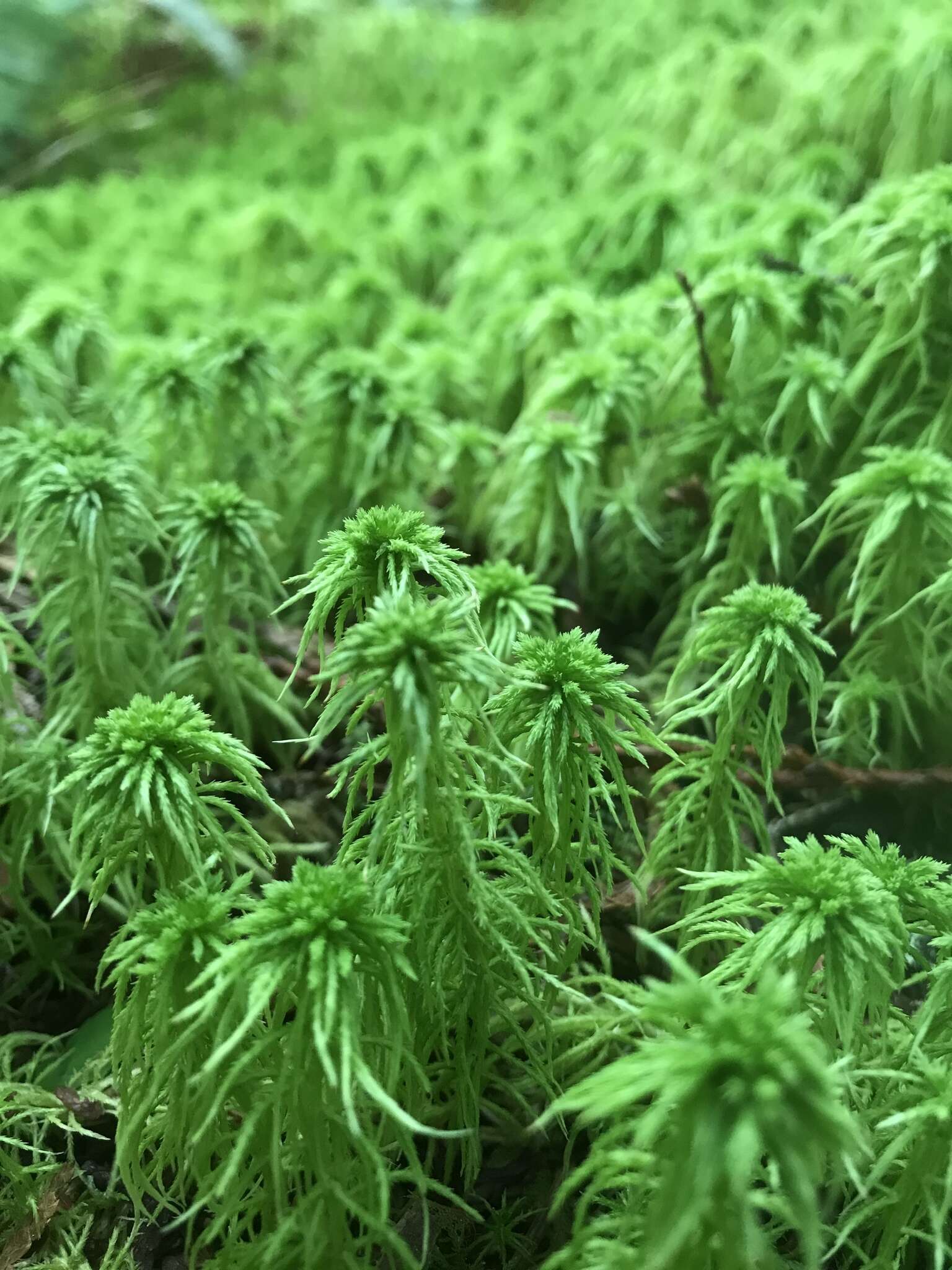 Image de Sphagnum rubiginosum Flatberg 1993