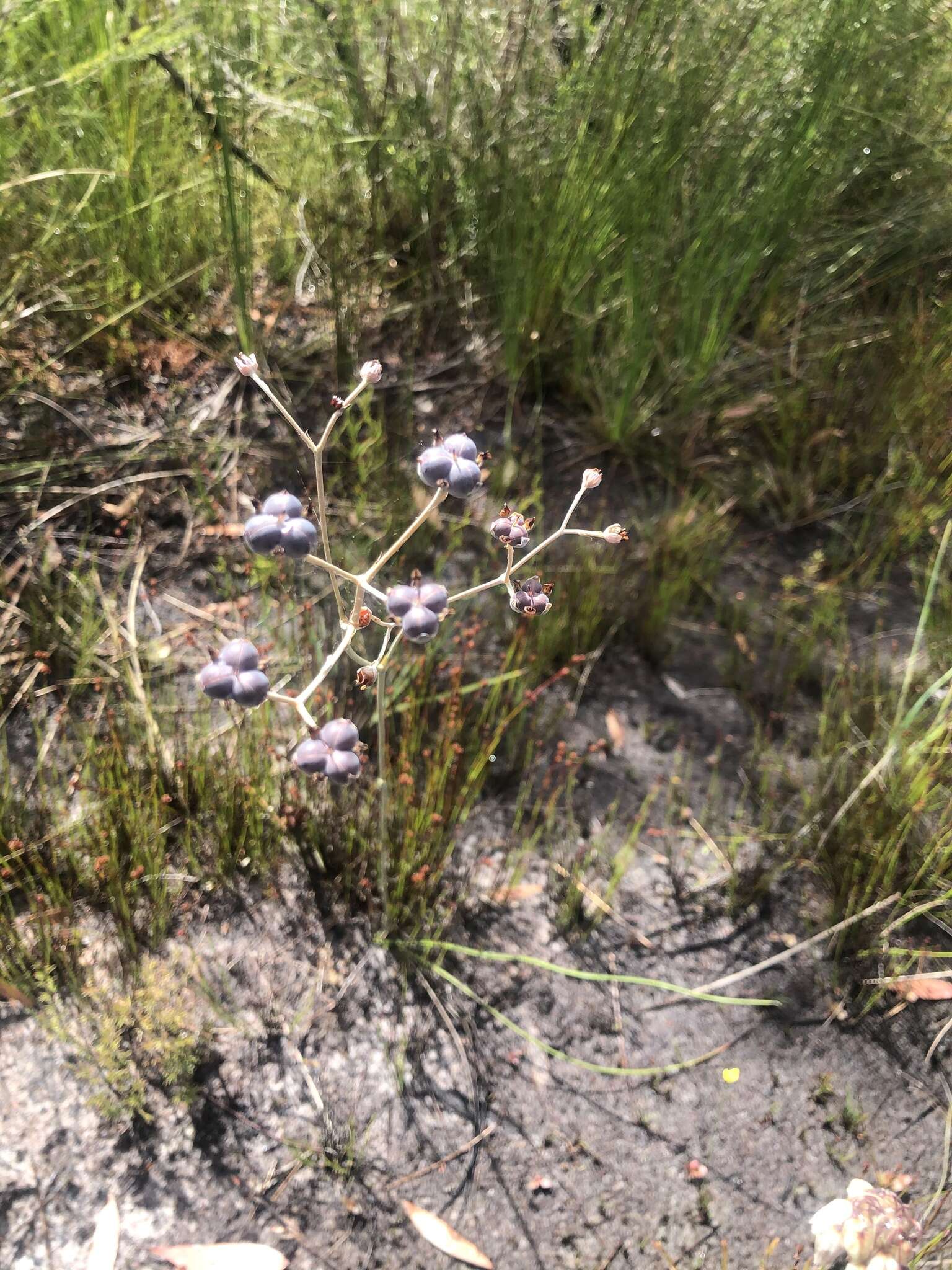 Image of Haemodorum tenuifolium A. Cunn. ex Benth.