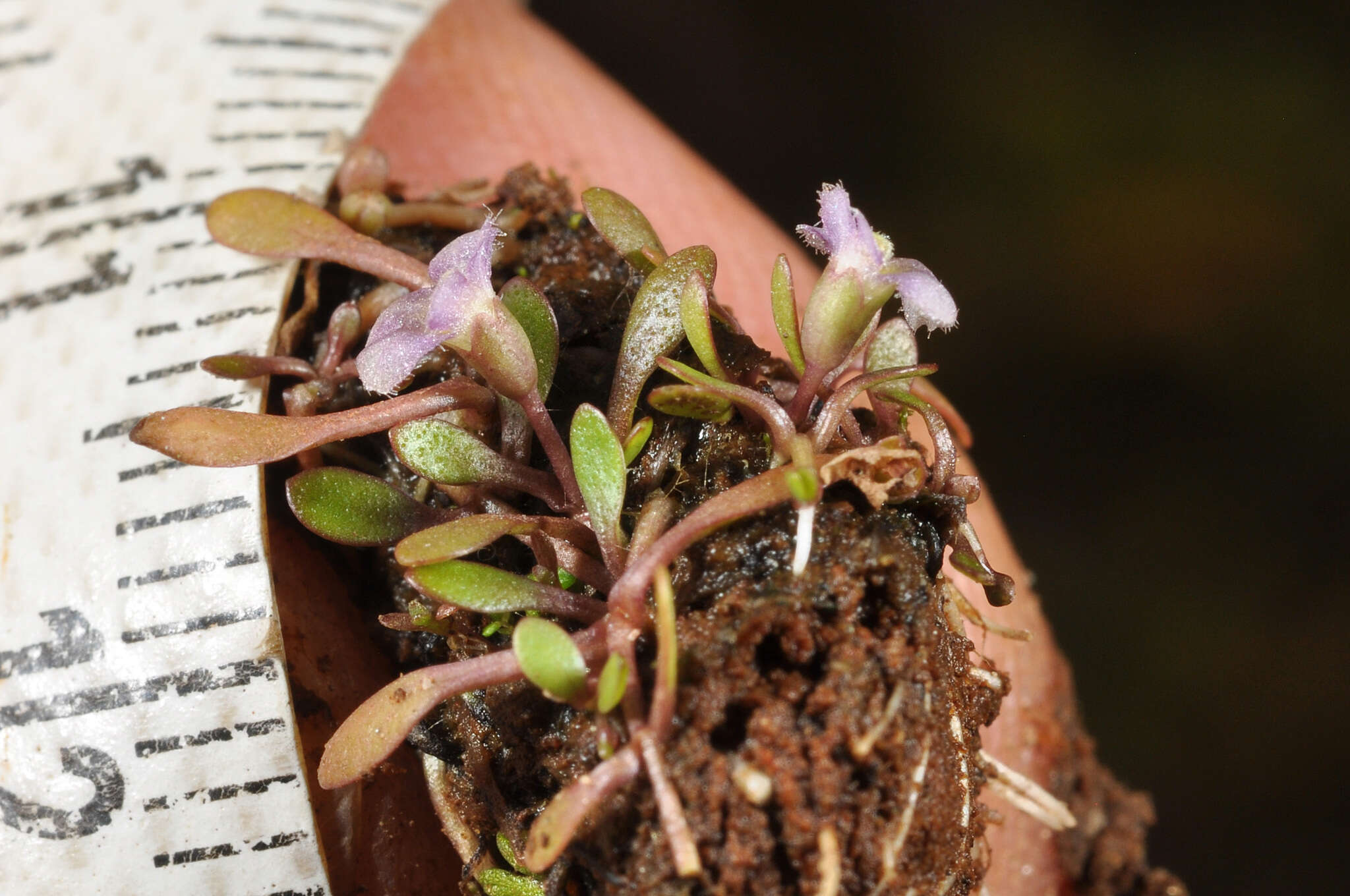 Imagem de Glossostigma elatinoides (Benth.) Benth. ex Hook. fil.