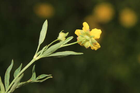 Imagem de Sibbaldianthe bifurca subsp. orientalis (Juz.) Kurtto & T. Erikss.