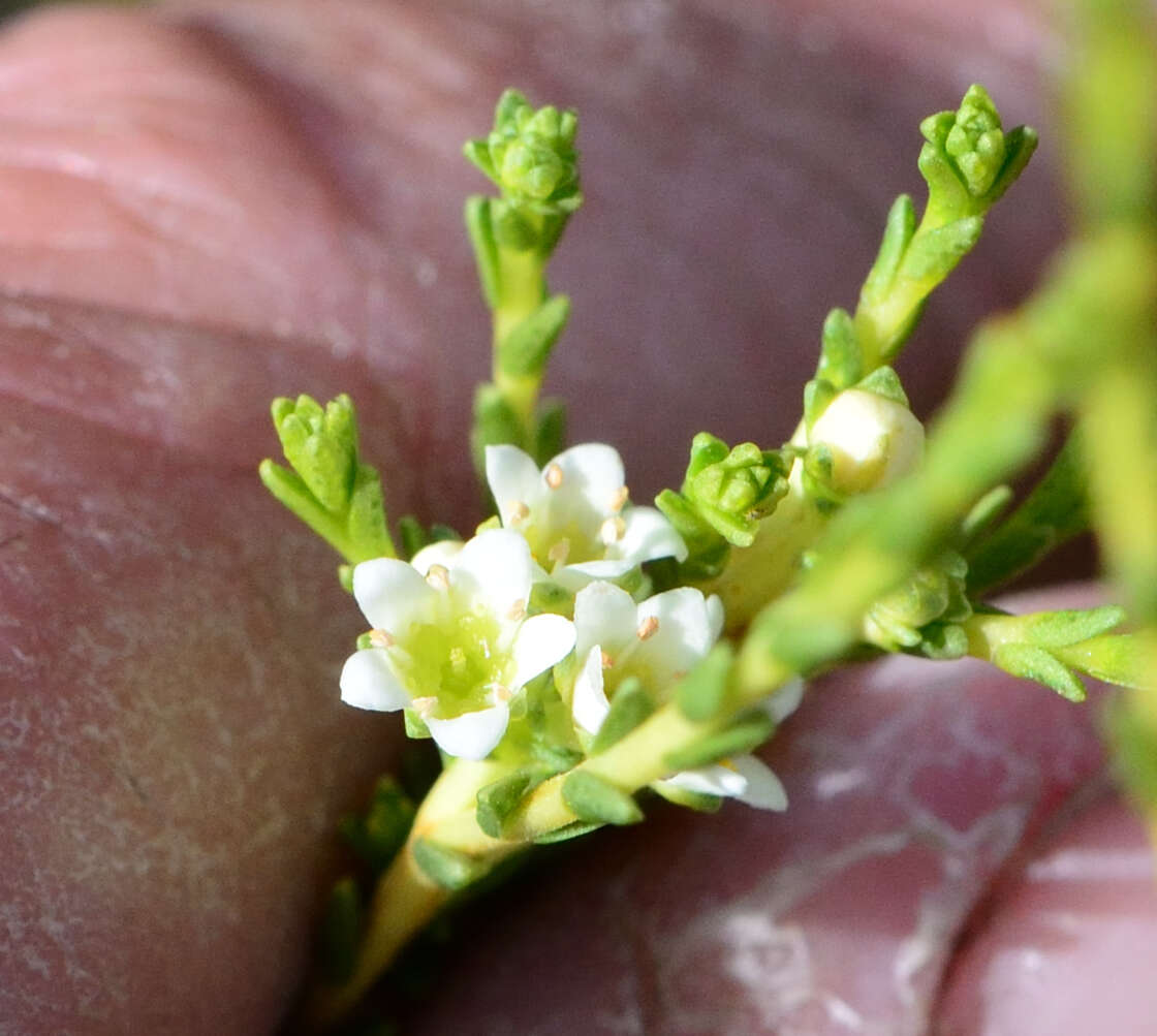 Image of Diosma prama I. Williams