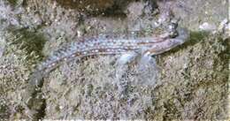 Sivun Istigobius campbelli (Jordan & Snyder 1901) kuva