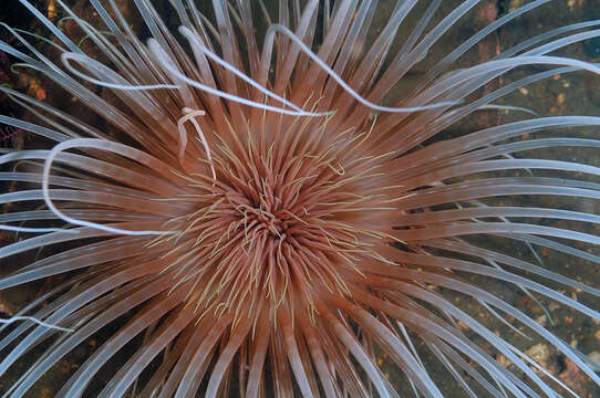 Image of fireworks anemone