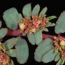 Sivun Euphorbia trialata (Huft) V. W. Steinm. kuva