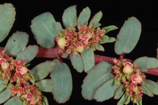 Imagem de Euphorbia trialata (Huft) V. W. Steinm.