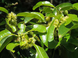 Image of Large-leaved onionwood