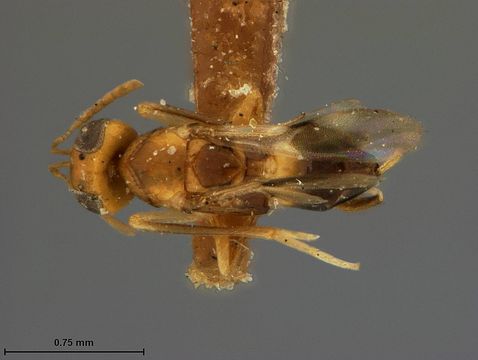 Image de <i>Meromyzobia unifasciata</i> Ashmead 1900