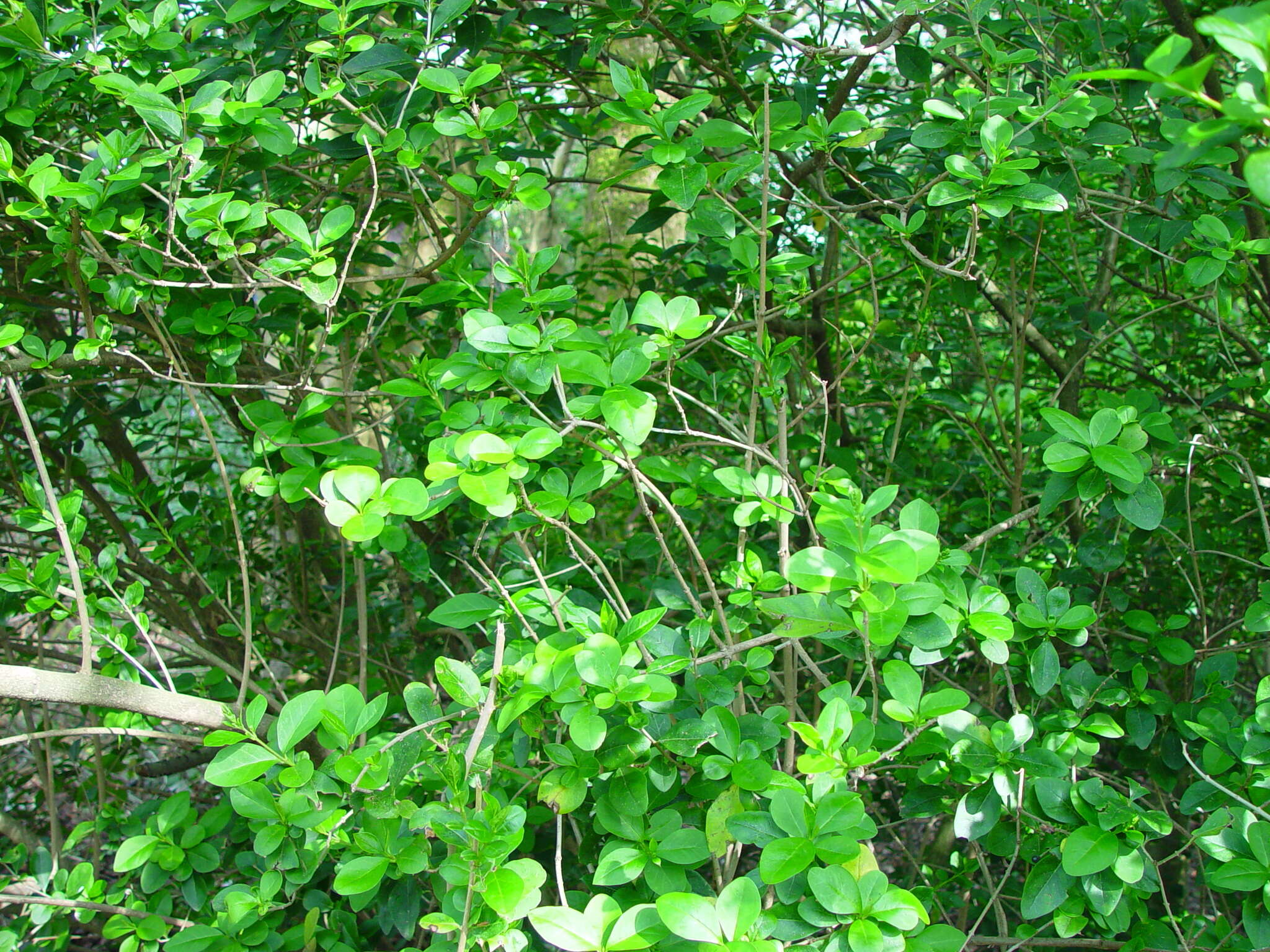 Image of California privet