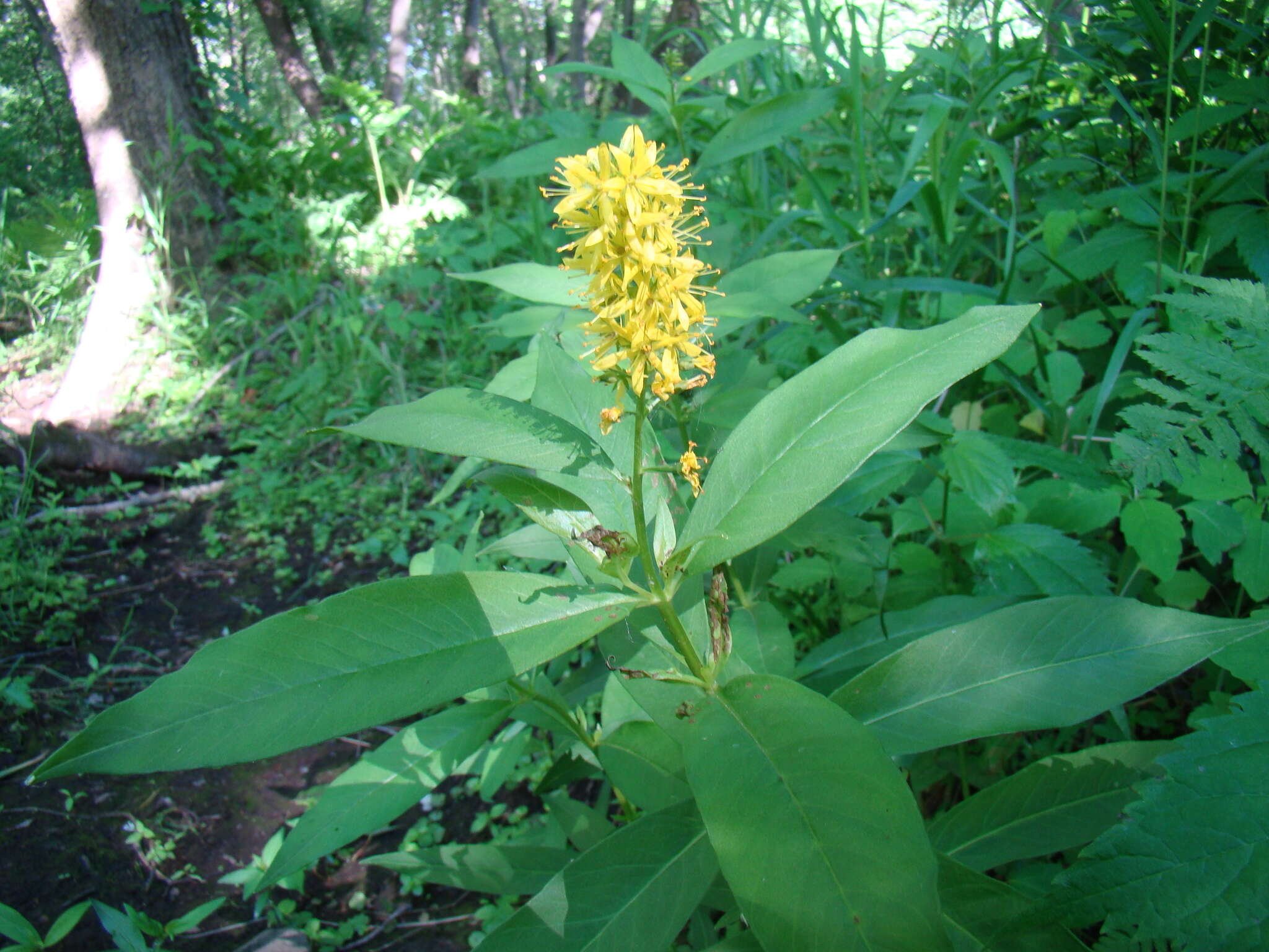 Imagem de Lysimachia terrestris (L.) Britton, Stern & Poggenb.