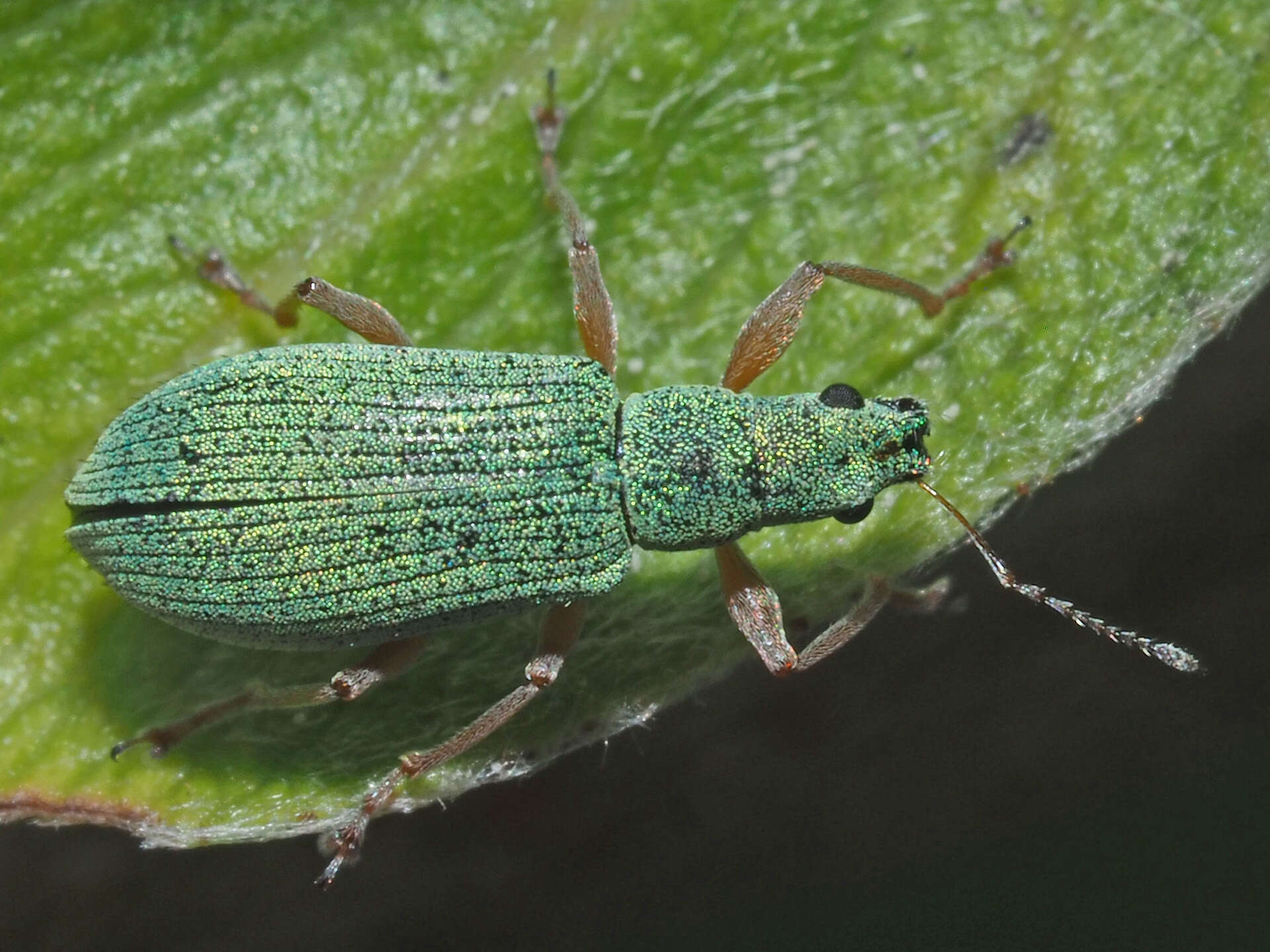 Image of Polydrusus (Eustolus) flavipes (De Geer 1775)