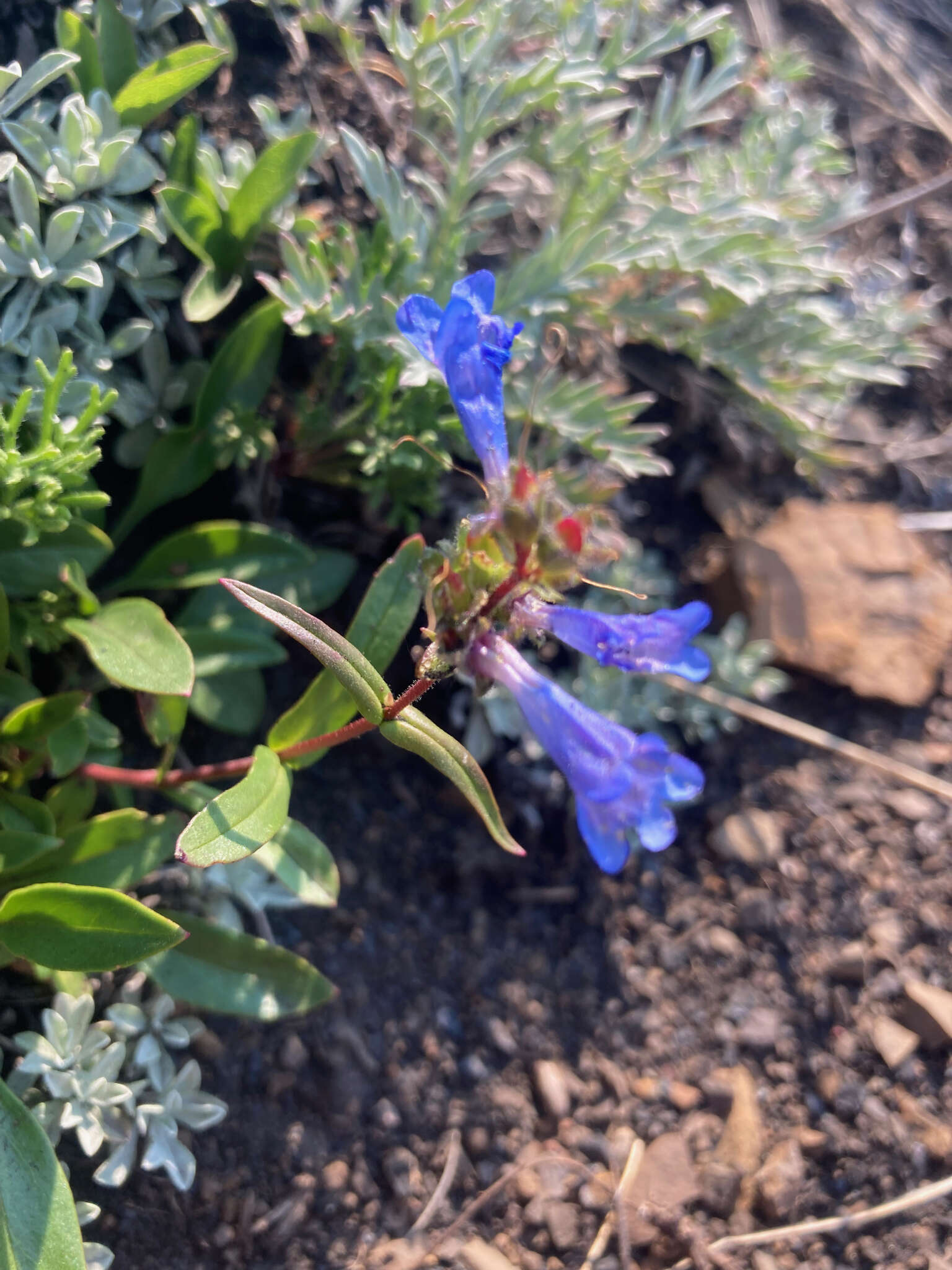 Image of Alberta beardtongue