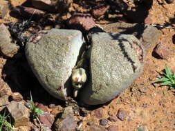 Image of Stone Quaggafig