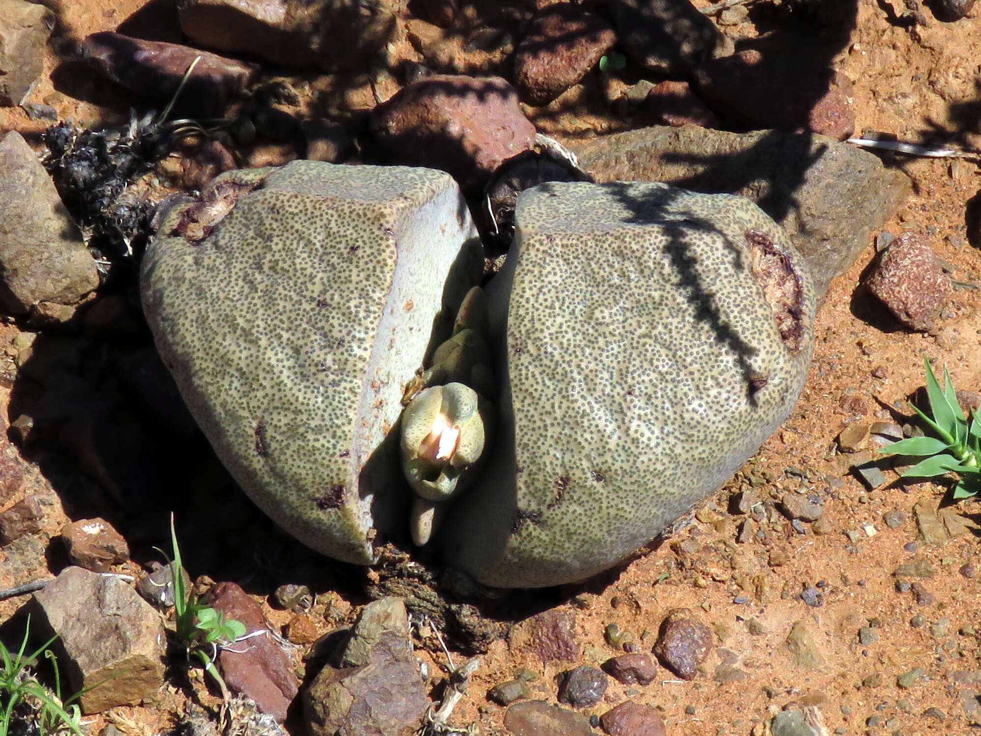 Image of Pleiospilos bolusii (Hook. fil.) N. E. Br.