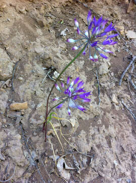 Image de Allium acuminatum Hook.