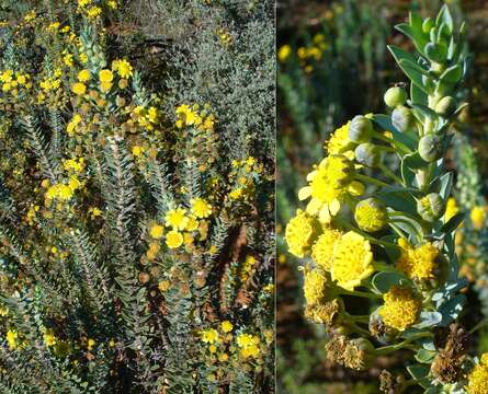 Image de Euryops lateriflorus (L. fil.) Less.