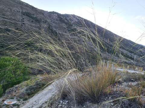 Stipa daghestanica Grossh. resmi