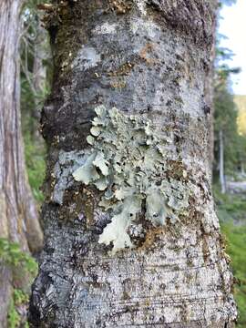 Слика од Pseudocyphellaria rainierensis Imshaug