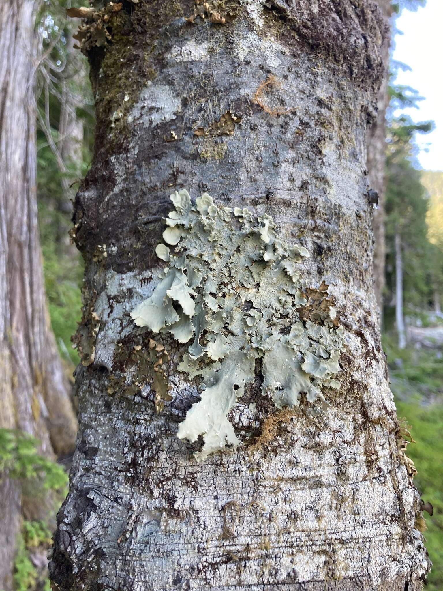 Слика од Pseudocyphellaria rainierensis Imshaug