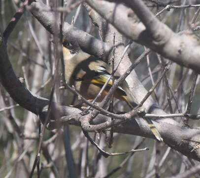 Image of Variegated Laughingthrush