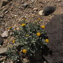 Image of Senecio lithostaurus Cabrera