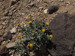 Image of Senecio lithostaurus Cabrera