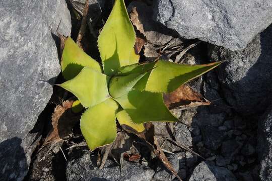 Image of Tzotzil agave