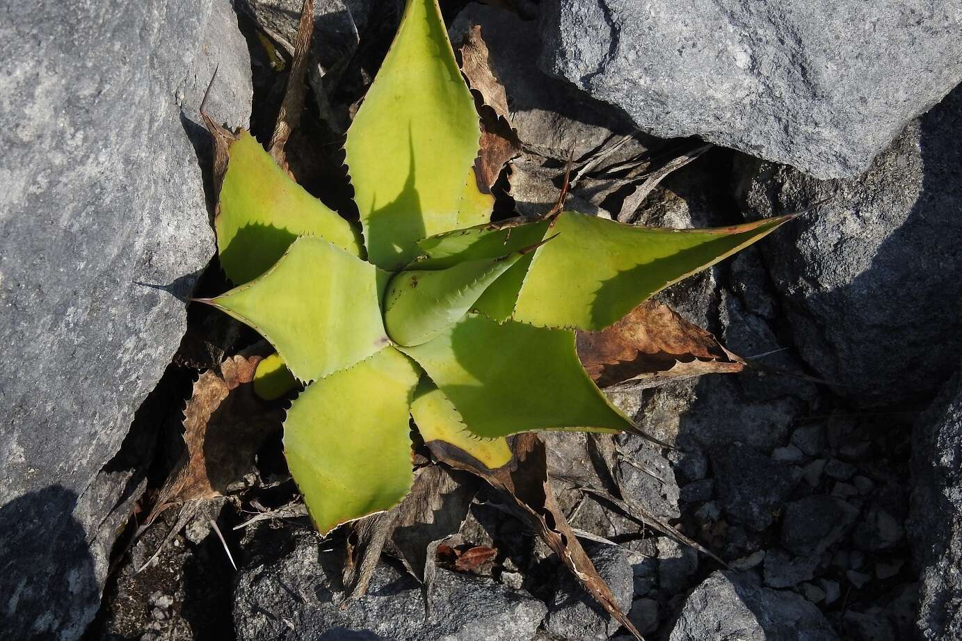 صورة Agave congesta Gentry