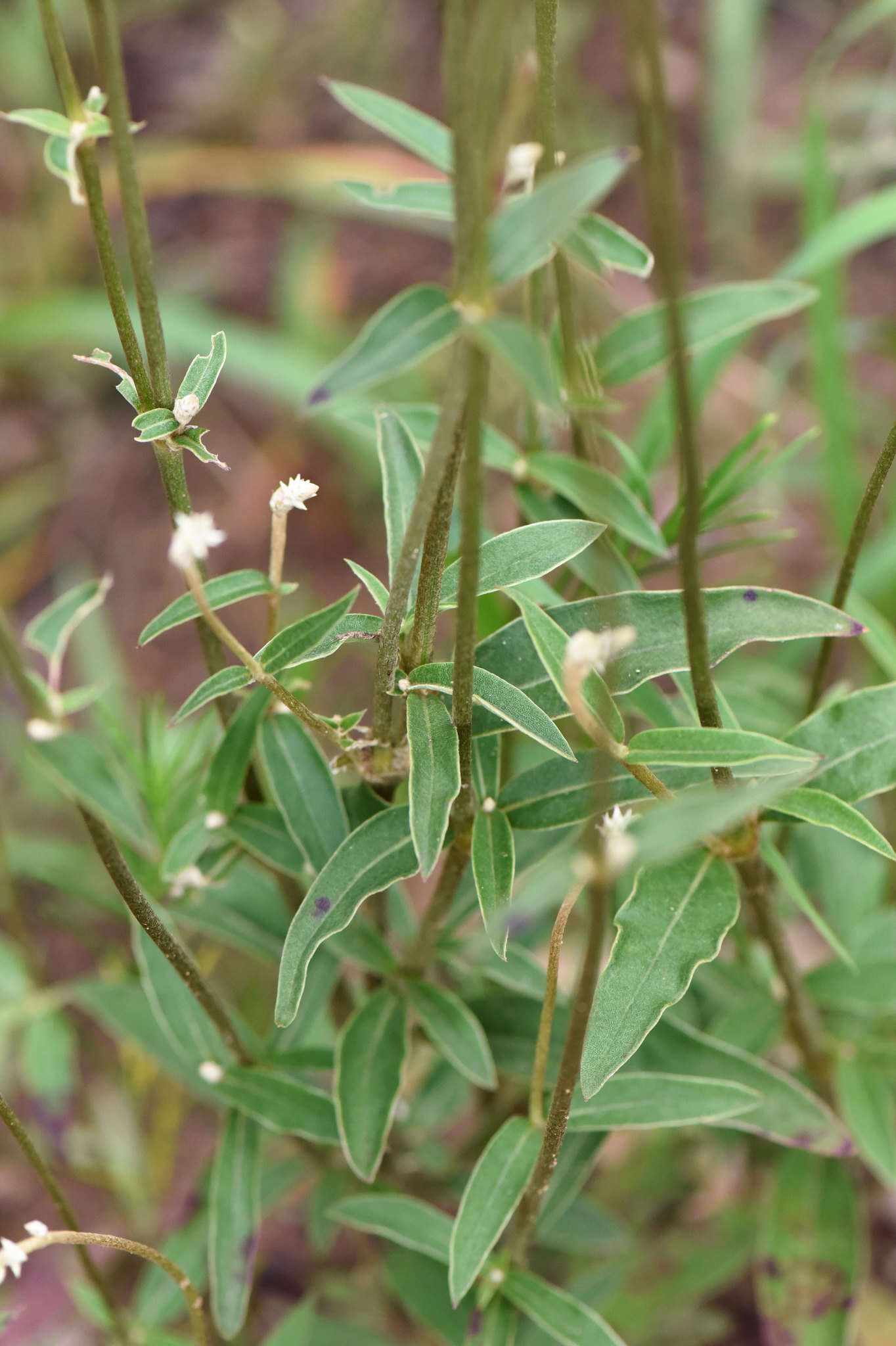 Image of plains snakecotton